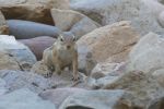 PICTURES/Harris Antelope Ground Squirrel/t_P1010280.JPG